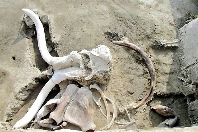 Los mamuts de Santa Lucía, gigantesco cementerio de hace 15 mil años