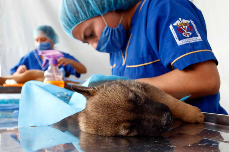 Ecatepec inicia programa de esterilización de perras callejeras para combatir el abandono y maltrato animal