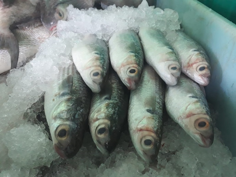 La veda temporal de lisa y liseta, garantiza la continuidad de la actividad pesquera en el país: Conapesca