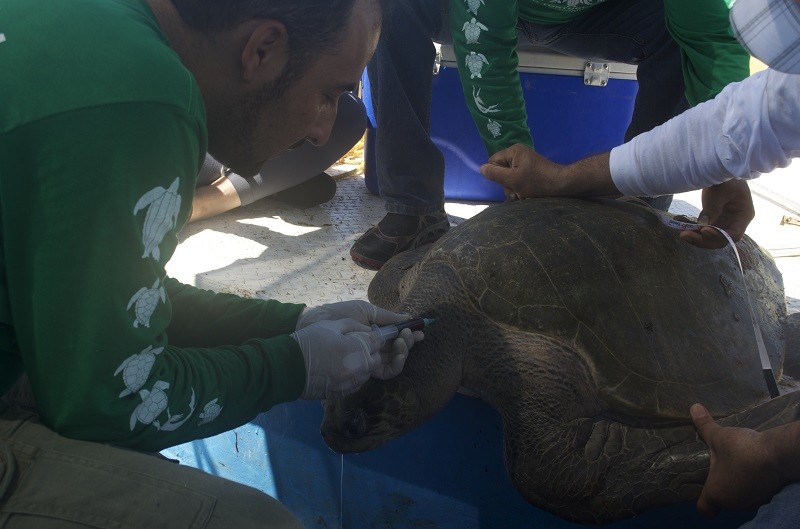 Estudia IPN cinco especies de tortuga marina en peligro de extinción en Sinaloa