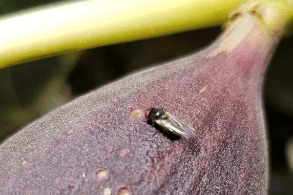 Atienden Agricultura y productores de Sonora acciones de vigilancia y muestreo contra la mosca del higo negro