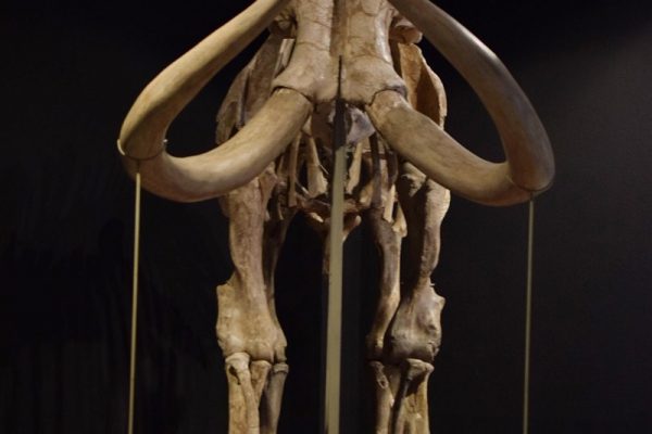 Invita Museo de Antropología e Historia a Conocer al Mamut de más de 10 Mil 500 Años de Antigüedad