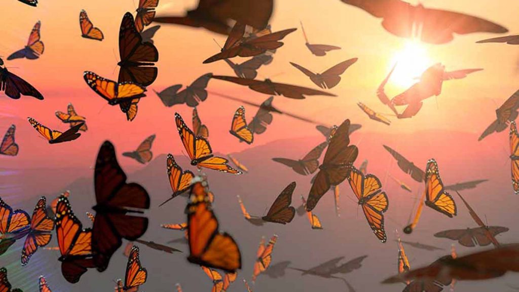 El fenómeno migratorio de la mariposa monarca, en peligro